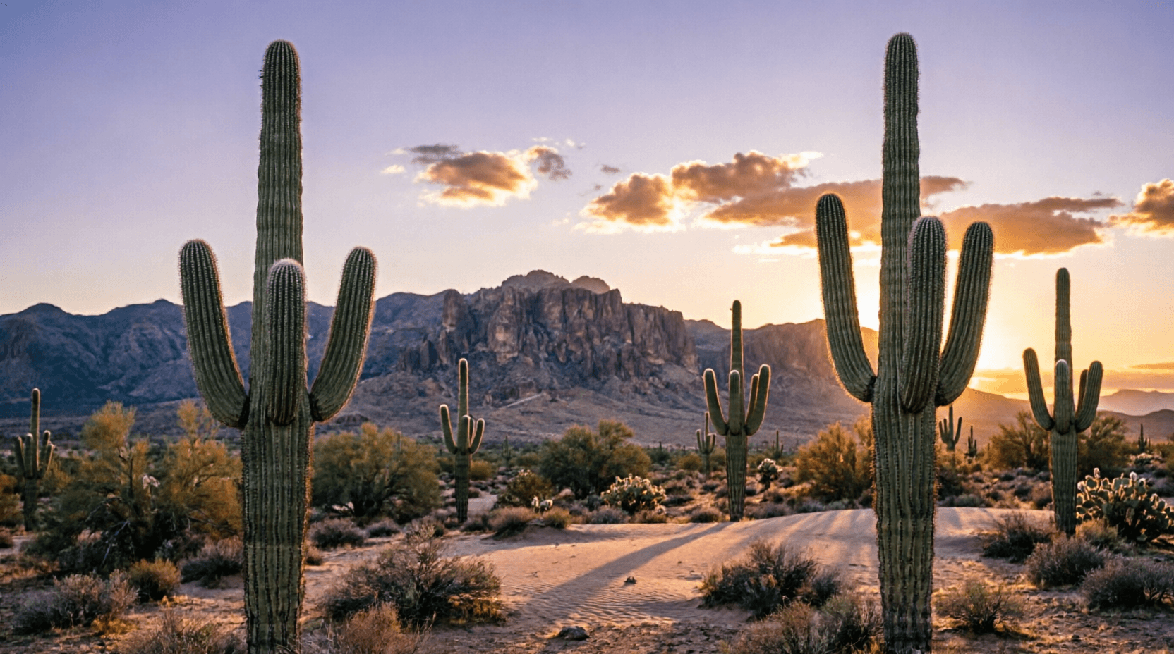 Desierto de Sonora con saguaros al atardecer y la sierra al fondo